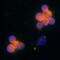 C-C Motif Chemokine Ligand 5 antibody, AF-278-NA, R&D Systems, Immunocytochemistry image 