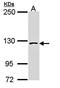 Splicing Factor 3b Subunit 3 antibody, orb73642, Biorbyt, Western Blot image 
