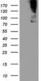 Zinc Finger BED-Type Containing 1 antibody, NBP2-46383, Novus Biologicals, Western Blot image 