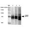 Heat Shock Protein Family A (Hsp70) Member 5 antibody, NBP2-59693, Novus Biologicals, Western Blot image 