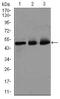 E2F-1 antibody, MA5-17070, Invitrogen Antibodies, Western Blot image 