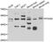 Forkhead Box N2 antibody, orb247840, Biorbyt, Western Blot image 
