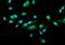 Fez family zinc finger protein 1 antibody, A09653-1, Boster Biological Technology, Immunofluorescence image 