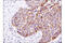 Diablo IAP-Binding Mitochondrial Protein antibody, 15108S, Cell Signaling Technology, Immunohistochemistry paraffin image 