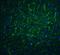 Programmed Cell Death 1 Ligand 2 antibody, A03295, Boster Biological Technology, Immunofluorescence image 