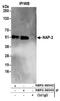 Nucleosome Assembly Protein 1 Like 4 antibody, NBP2-36542, Novus Biologicals, Western Blot image 