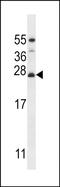 Mitochondrial Ribosomal Protein L50 antibody, PA5-48476, Invitrogen Antibodies, Western Blot image 