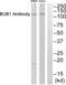 BUB1 Mitotic Checkpoint Serine/Threonine Kinase antibody, abx015153, Abbexa, Western Blot image 