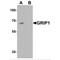 Glutamate Receptor Interacting Protein 1 antibody, MBS153714, MyBioSource, Western Blot image 