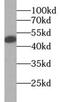 Coiled-Coil Domain Containing 153 antibody, FNab01348, FineTest, Western Blot image 