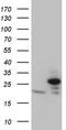 Translocase Of Inner Mitochondrial Membrane 23 antibody, TA811032S, Origene, Western Blot image 