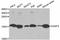 H2A Histone Family Member X antibody, LS-C746881, Lifespan Biosciences, Western Blot image 