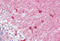 Syndapin 1 antibody, MBS244445, MyBioSource, Immunohistochemistry frozen image 