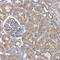 Par-3 Family Cell Polarity Regulator antibody, PA5-56475, Invitrogen Antibodies, Immunohistochemistry frozen image 