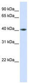 TAR DNA Binding Protein antibody, TA339447, Origene, Western Blot image 