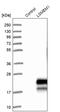 Leucine Rich Single-Pass Membrane Protein 1 antibody, PA5-53085, Invitrogen Antibodies, Western Blot image 