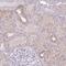 Olfactory Receptor Family 6 Subfamily M Member 1 antibody, PA5-61800, Invitrogen Antibodies, Immunohistochemistry frozen image 