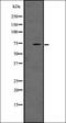 Leucine Rich Repeat Neuronal 1 antibody, orb335512, Biorbyt, Western Blot image 