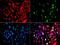 Intelectin-1 antibody, A02485, Boster Biological Technology, Immunofluorescence image 