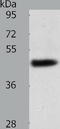 Spermatogenesis Associated 17 antibody, TA322068, Origene, Western Blot image 