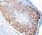 LHRHR antibody, LS-C312710, Lifespan Biosciences, Immunohistochemistry paraffin image 