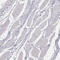 Adhesion G Protein-Coupled Receptor F4 antibody, HPA007131, Atlas Antibodies, Immunohistochemistry frozen image 