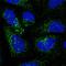 Protein transport protein Sec24A antibody, HPA056825, Atlas Antibodies, Immunofluorescence image 