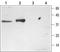 STX3 antibody, TA328893, Origene, Western Blot image 