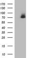Protein Kinase C Zeta antibody, TA590141, Origene, Western Blot image 