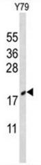 Cold Inducible RNA Binding Protein antibody, AP50926PU-N, Origene, Western Blot image 