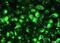 Thioredoxin Reductase 1 antibody, ab16840, Abcam, Immunofluorescence image 