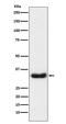 Left-Right Determination Factor 2 antibody, M06558-2, Boster Biological Technology, Western Blot image 