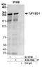 Tight Junction Protein 1 antibody, A304-784A, Bethyl Labs, Immunoprecipitation image 
