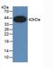 C-C Motif Chemokine Ligand 2 antibody, abx131762, Abbexa, Western Blot image 