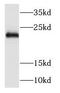 NADH:Ubiquinone Oxidoreductase Subunit B9 antibody, FNab05626, FineTest, Western Blot image 