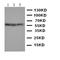 Cytochrome P450 19A1 antibody, orb137910, Biorbyt, Western Blot image 
