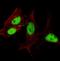 WD repeat-containing protein 48 antibody, orb314491, Biorbyt, Immunofluorescence image 