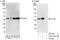Ceramide Synthase 2 antibody, A303-193A, Bethyl Labs, Western Blot image 