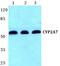 Cytochrome P450 Family 2 Subfamily A Member 7 antibody, PA5-75499, Invitrogen Antibodies, Western Blot image 