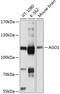 Protein argonaute-1 antibody, GTX64586, GeneTex, Western Blot image 
