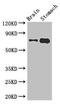 Exonuclease 3'-5' Domain Containing 2 antibody, LS-C677857, Lifespan Biosciences, Western Blot image 