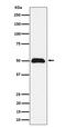 Abraxas 1, BRCA1 A Complex Subunit antibody, M32338-1, Boster Biological Technology, Western Blot image 