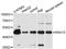 Sorting nexin-15 antibody, A9158, ABclonal Technology, Western Blot image 