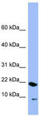 Peptidylprolyl Cis/Trans Isomerase, NIMA-Interacting 4 antibody, TA345147, Origene, Western Blot image 