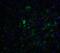 Jac antibody, 7225, ProSci, Immunofluorescence image 