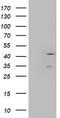 Layilin antibody, TA504450, Origene, Western Blot image 