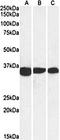 PCNA antibody, orb43327, Biorbyt, Western Blot image 