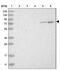 Schlafen Family Member 12 antibody, PA5-54595, Invitrogen Antibodies, Western Blot image 