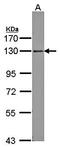 C-C motif chemokine 9 antibody, orb13568, Biorbyt, Western Blot image 