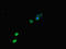 Calmodulin-binding transcription activator 1 antibody, orb45694, Biorbyt, Immunofluorescence image 